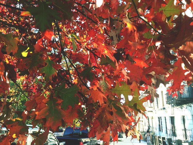 Tree growing by building during autumn