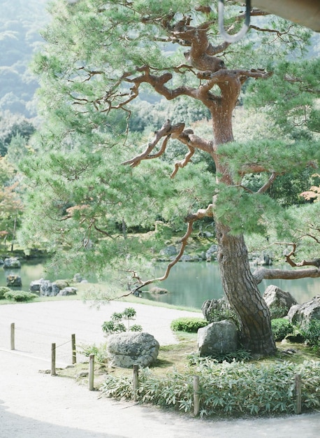 写真 湖のそばで木が育つ