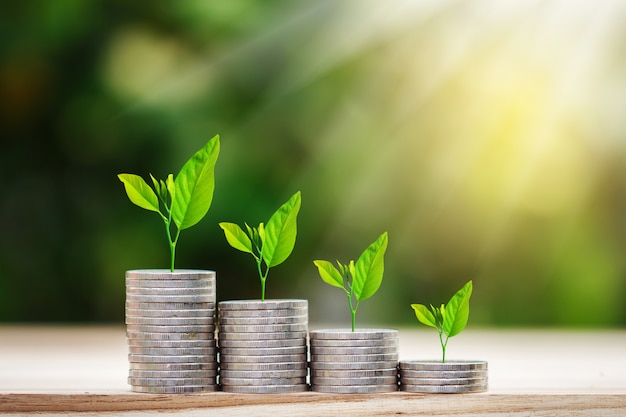 Tree growing on coins stack with sun ray for saving money concept