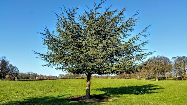 Photo tree growing on field against clear blue sky