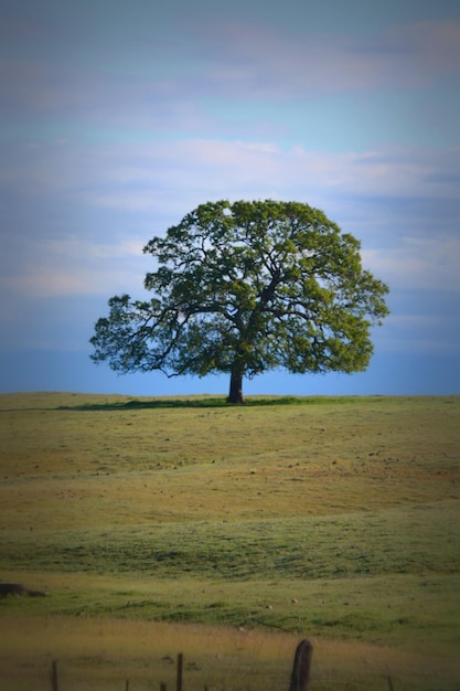 Photo tree growing on field against sky