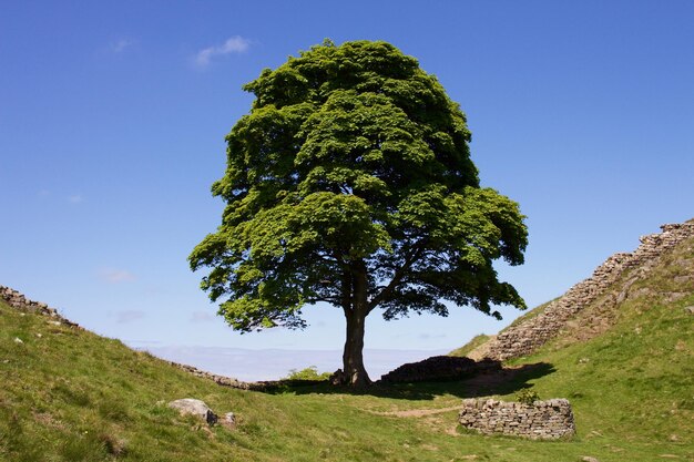 Foto l'albero che cresce sul campo contro il cielo