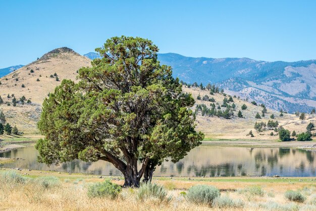 Foto alberi che crescono sul campo vicino al lago contro le montagne