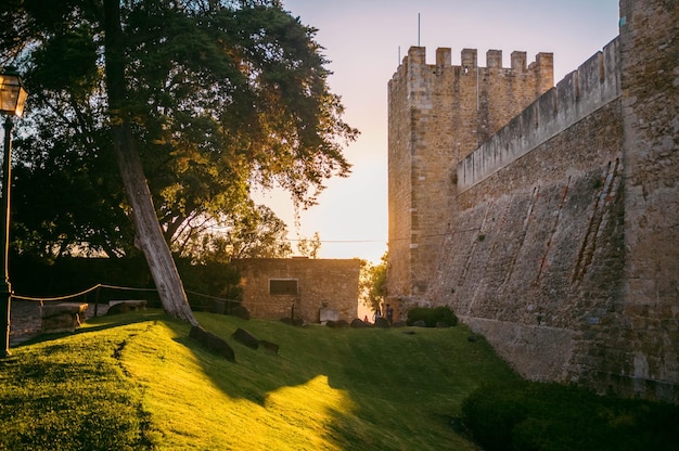 Foto albero che cresce sul campo vicino al castello di sao jorge contro il cielo