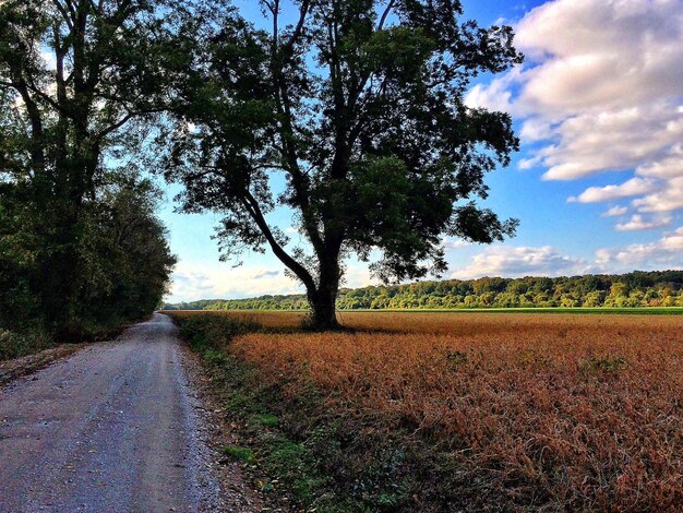 Photo tree growing on field by street against sky