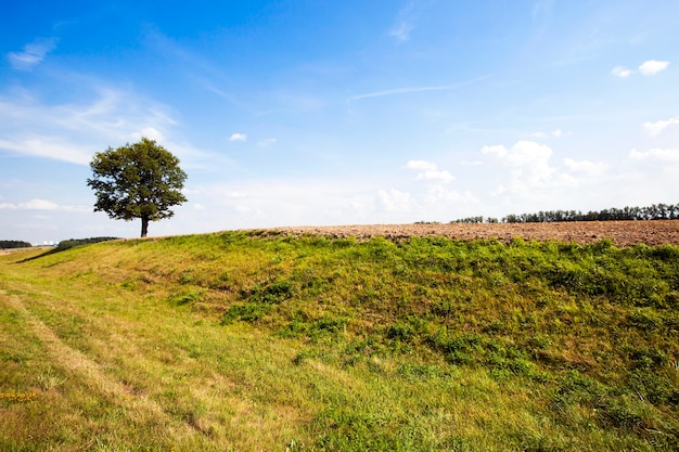 A tree growing in a field on which grow up a grass