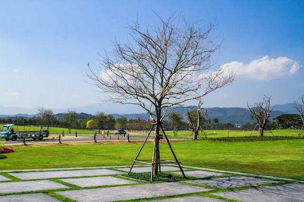 A tree growing on the footpath in park of Thailand