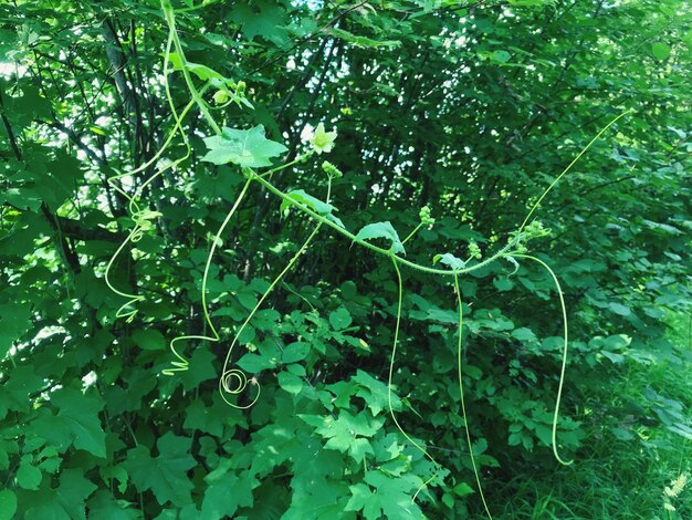 Tree growing in forest