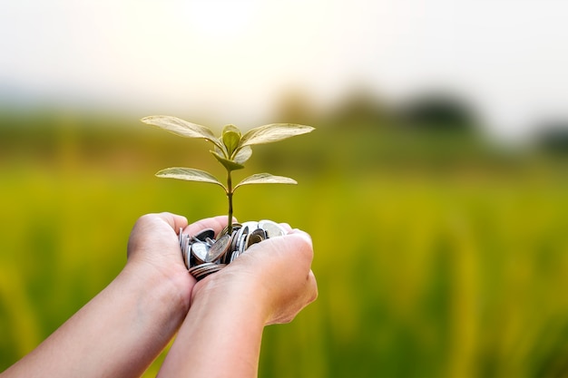 L'albero che cresce dalle monete nelle mani delle persone e lo sfondo verde sfocato della natura iniziano il concetto