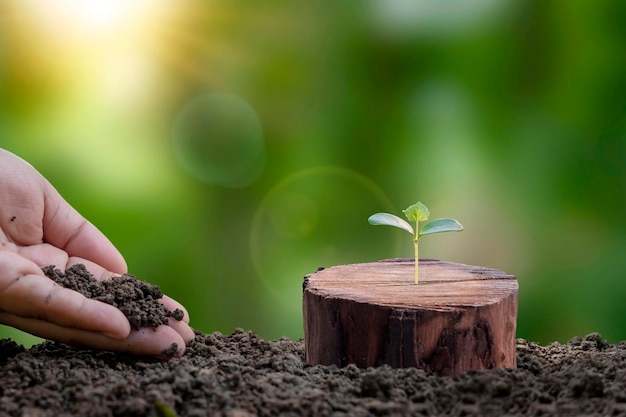 A tree growing from a cut stump and the hands of a farmer