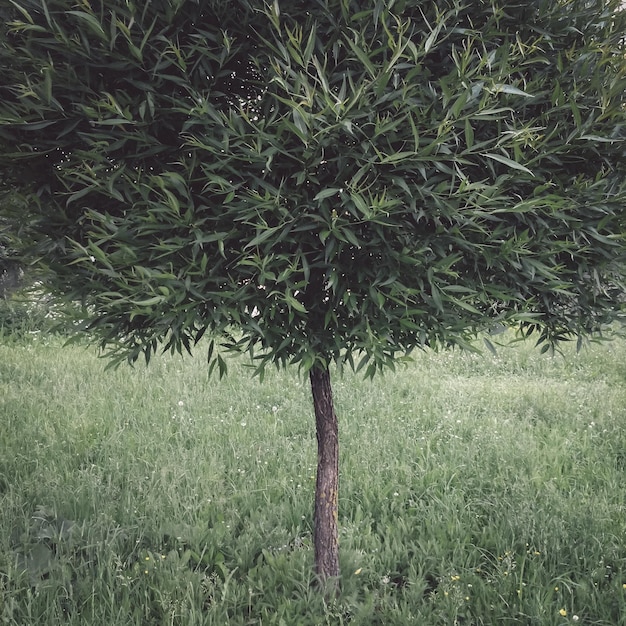 写真 畑で育つ木