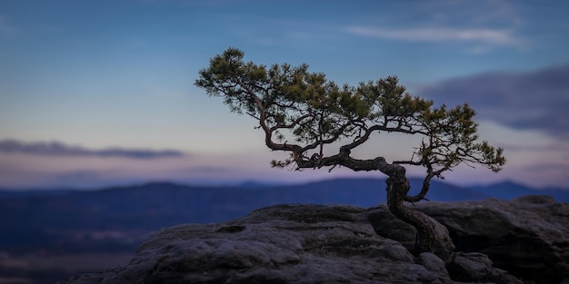 a tree growing out of a rock with a mountain in the background