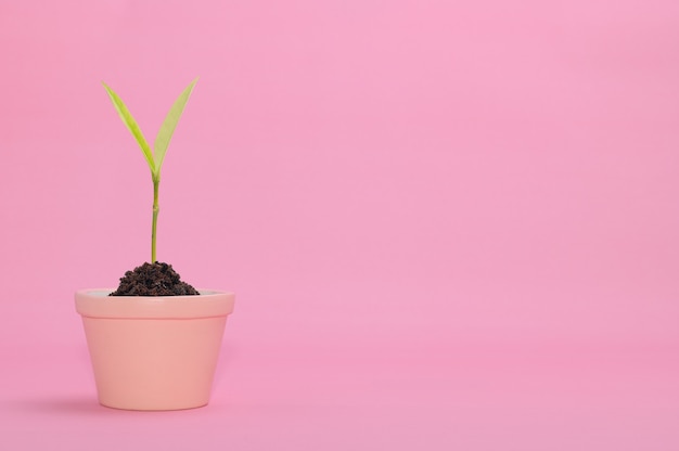 Tree growing in a pot