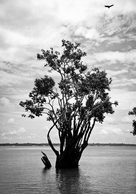 Foto un albero che cresce nel fiume contro il cielo