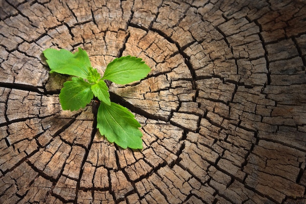 Photo tree growing at stump