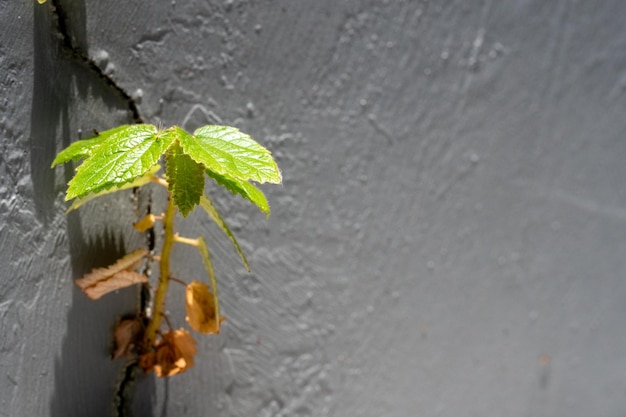 Tree growing through cracked wall