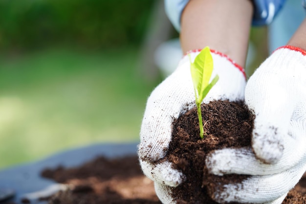 Tree growing with hand eco earth day save world save earth go green