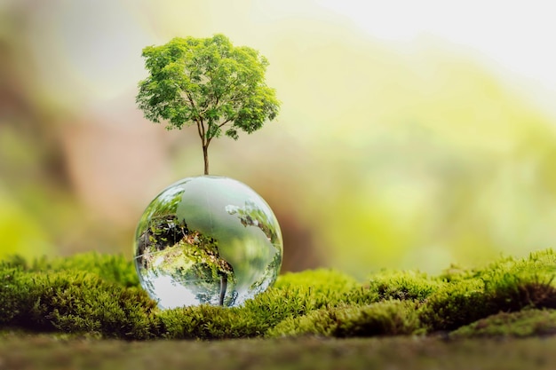 Crescita dell'albero sul globo di vetro nel concetto di natura eco giorno della terra