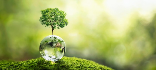 Crescita dell'albero sul globo di vetro nel concetto di natura eco giorno della terra