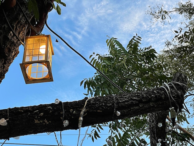 Tree hanging lights in the garden