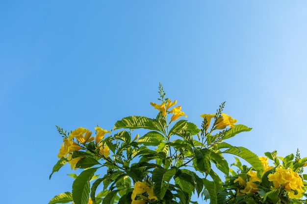 The tree has bright yellow flowers in the blue sky.