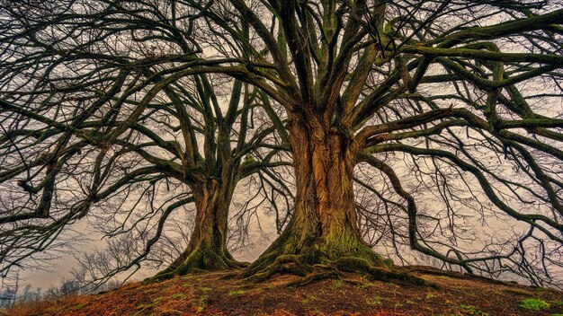 Photo tree hd wallpaper nature image