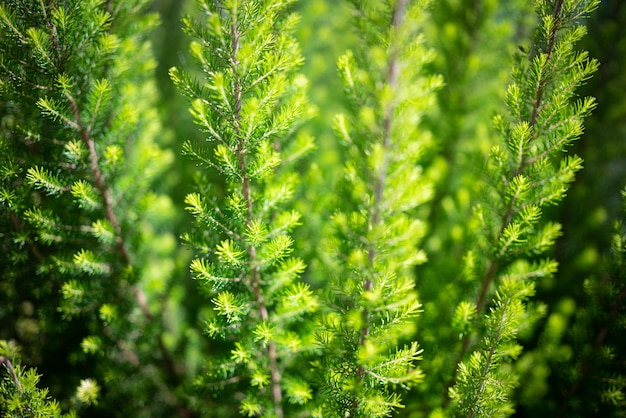 Tree heath background Erica arborea or tree heather evergreen shrub Bright green canarian type Floral green background with fluffy brushlike leaves