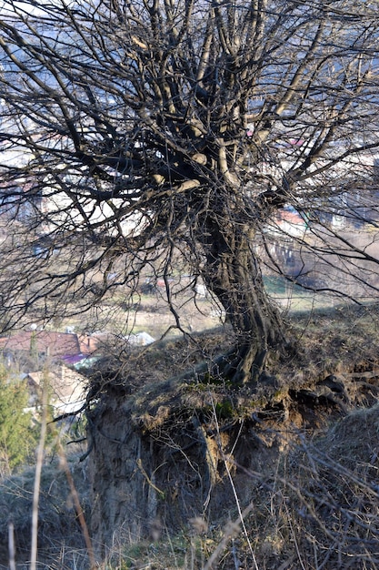 Foto albero sulla collina foto