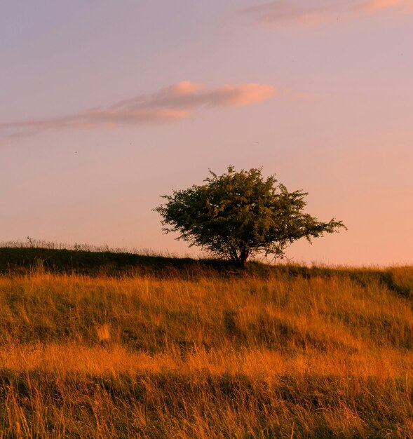 夕暮れの丘の木