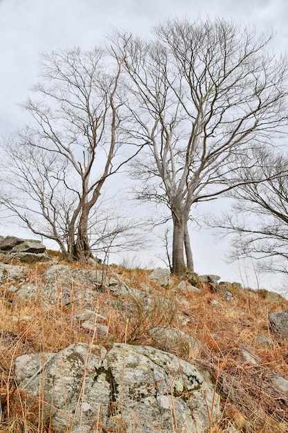 Foto un albero su una collina con la parola 
