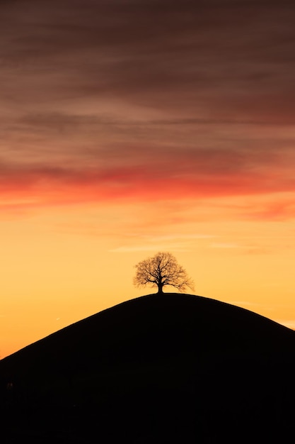 A tree on a hill