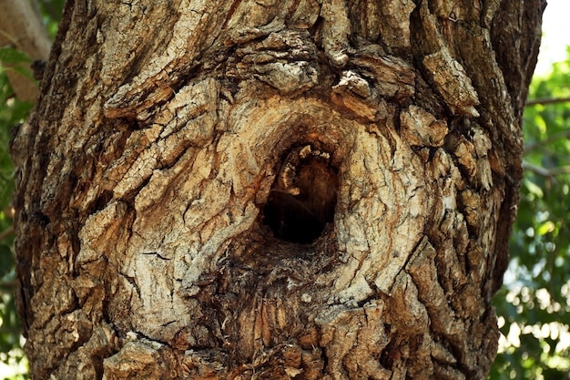 Tree hollow close up