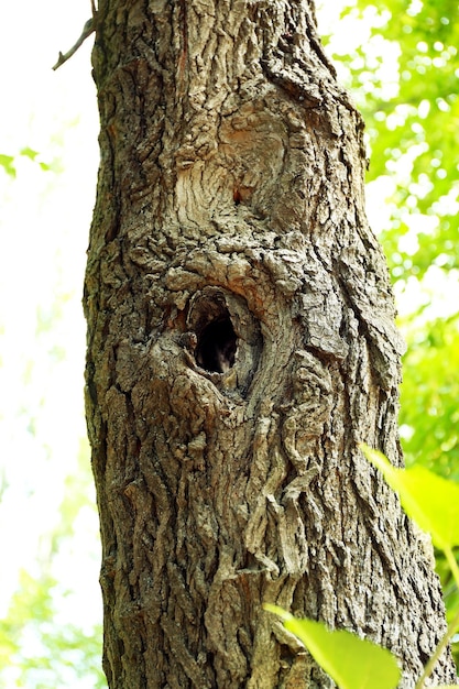 Tree hollow close up