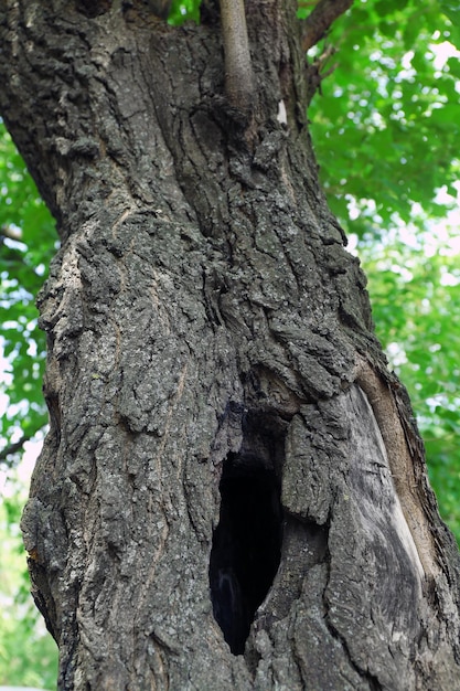 Tree hollow close up