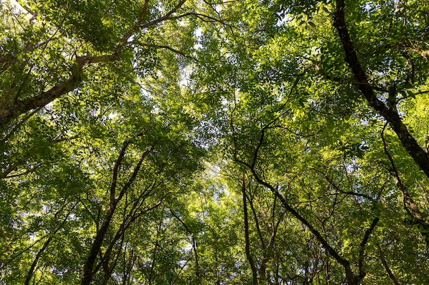 Tree image texture seen from below