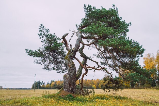 写真 空に照らされた畑の木