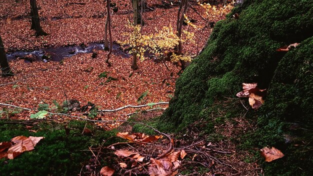 写真 秋の森の木