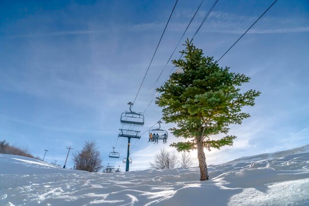 写真 空に照らされた雪に覆われた山の木