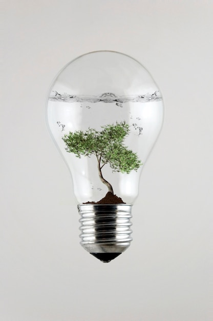 tree inside the Light Bulb