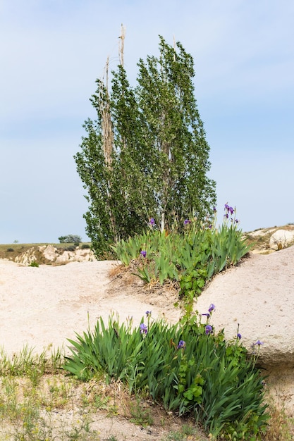 Tree and iris flowers in Goreme National Park