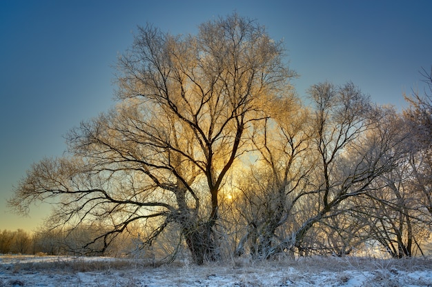 L'albero è coperto di brina in inverno