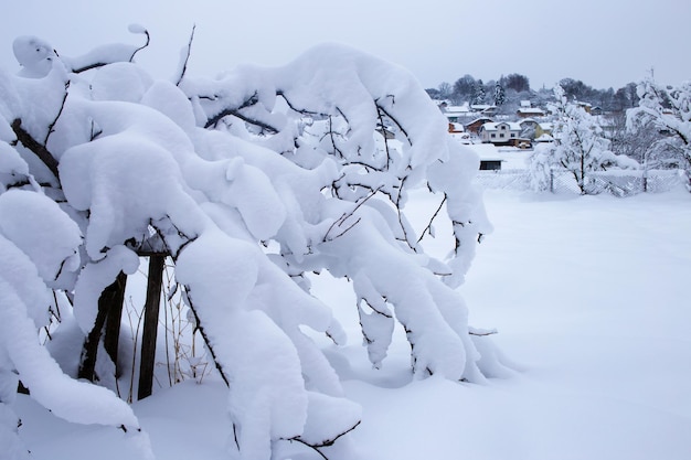 The tree is covered with a thick layer of snow.
