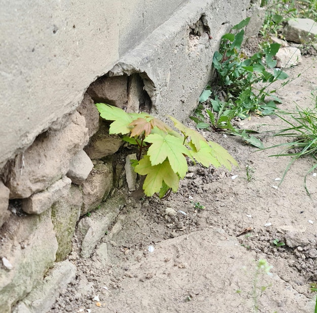 A tree is growing out of a crack in a concrete wall.