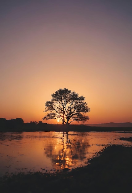 a tree is in the middle of a field with the sun setting behind it