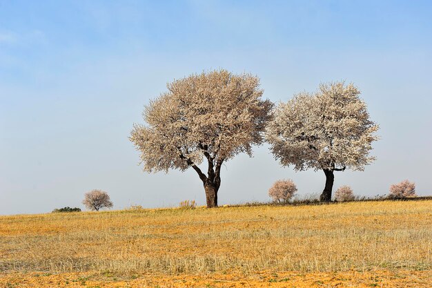 A tree is a plant with a woody stem that branches off at a certain height from the ground