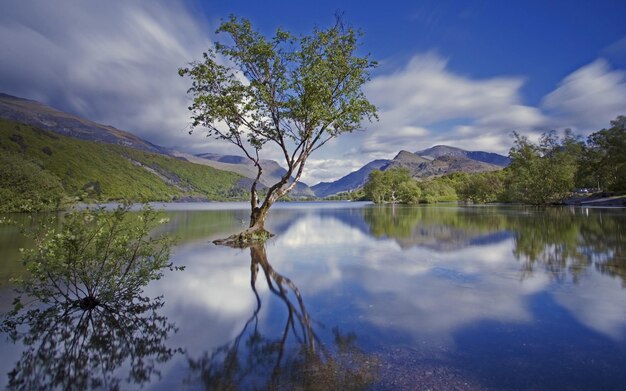 a tree is reflected in a lake with mountains in the background