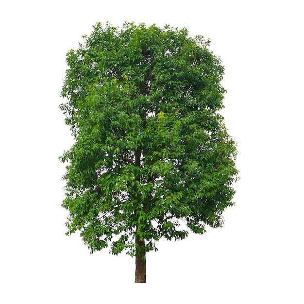 Tree Isolate on white background