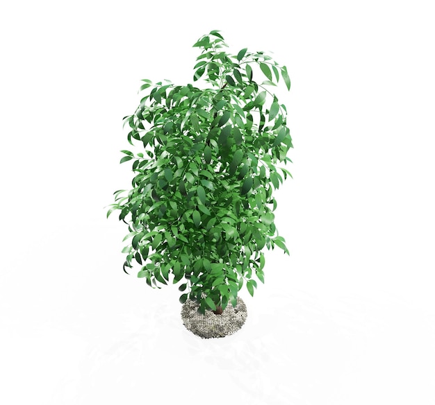 Tree isolated Image useful for banners and posters or photo maipulations 3d render illustration