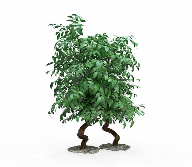 Photo tree isolated image useful for banners and posters or photo maipulations 3d render illustration