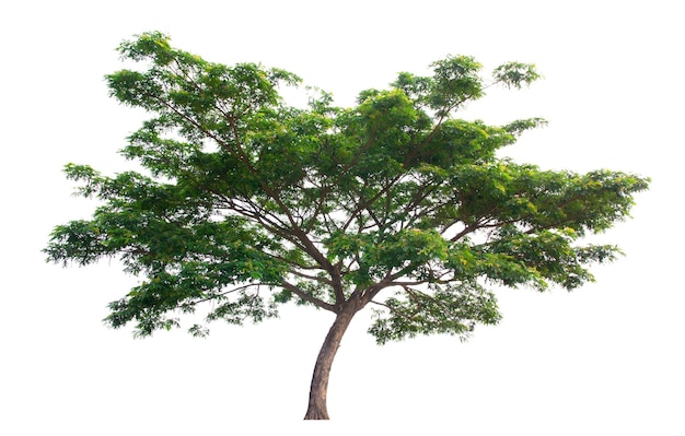 Albero isolato su sfondo bianco alberi tropicali isolati utilizzati per il design